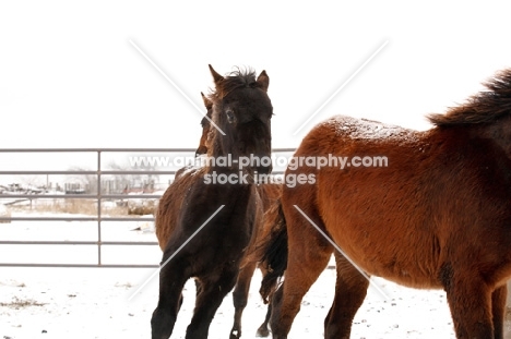 Morgan Horse in winter