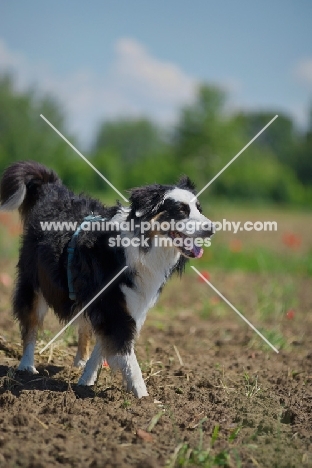 happy black tri color australian shepherd walking in a field