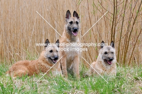 three Laekenois dogs (Belgian Shepherds)