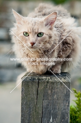 LaPerm on fence pole