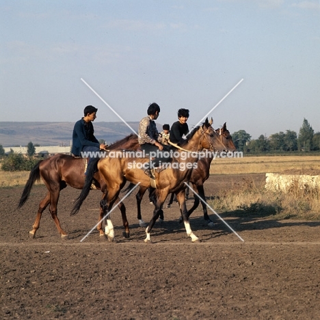russian grooms riding akhal teke horses at morning exercise at pyatigorsk hippodrome 