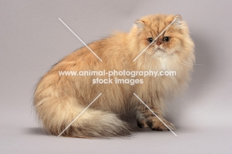 Shaded Golden Persian on grey background
