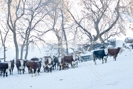 herd of Red and Black Baldy cattle in winter
