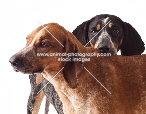 blue tick and red tick coonhounds