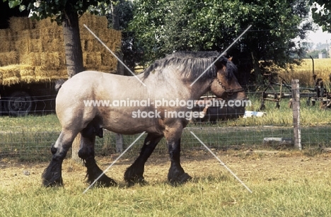 Belgian heavy horse stallion in belgium side view