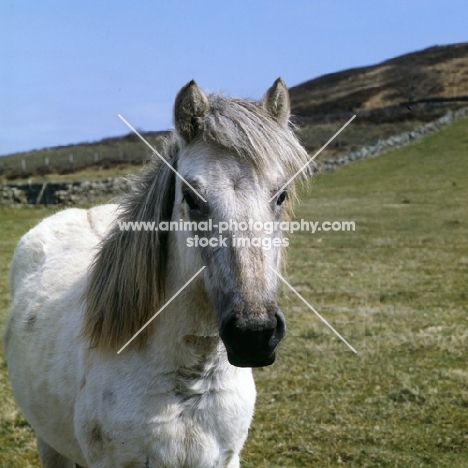 Eriskay Pony head study, coming to take a closer look
