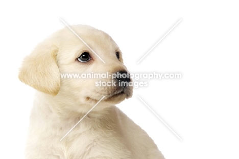 Golden Labrador Puppy isolated on a white background