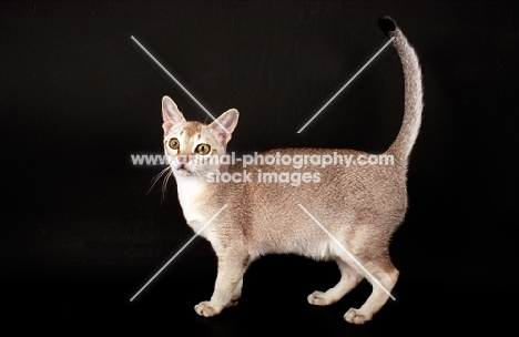 Singapura cat standing on dark background