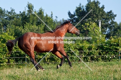 Quarter horse catering in field
