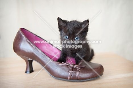 black kitten with shoe