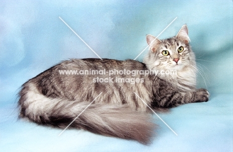 silver tabby Norwegian Forest cat