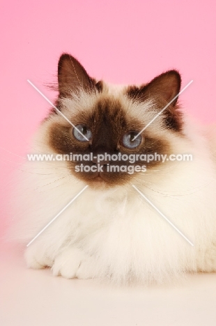 Chocolate point Birman