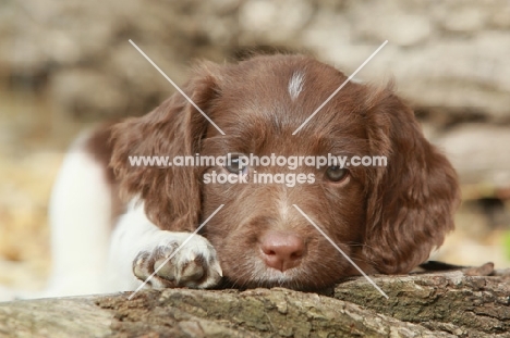 English Springer Spaniel puppy lying down