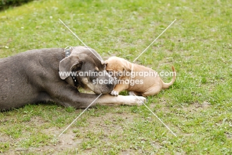 Antikdogge cross between Cane Corso and Dogo Canaro to revive old mastiff type