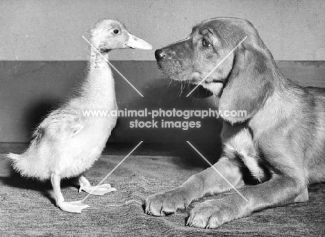 curious puppy looking at duckling