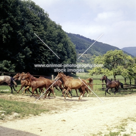 wurttemberger and marbach horses, colts streaming out to pastures at marbach