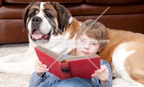 boy reading a book with Saint Bernard