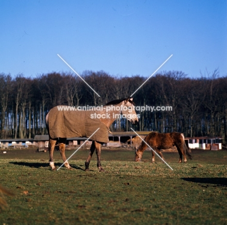 horse wearing turnout rug in winter