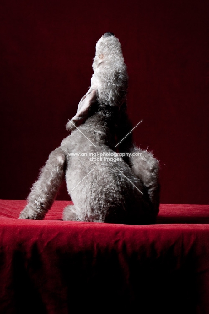 Bedlington Terrier scratching