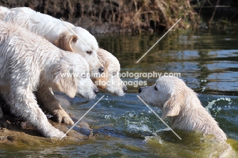 puppies near river, one having a swim