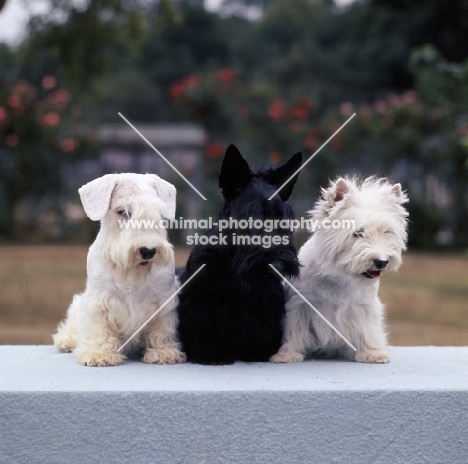 sealyham, scottish and west highland white terriers from gaywyn kennels sitting together