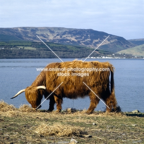 highland cattle on eriskay island