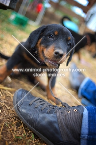 beauceron puppy playing with owner's shoe