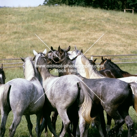 Lipizzaner colts at wilhelm piber, a rear view