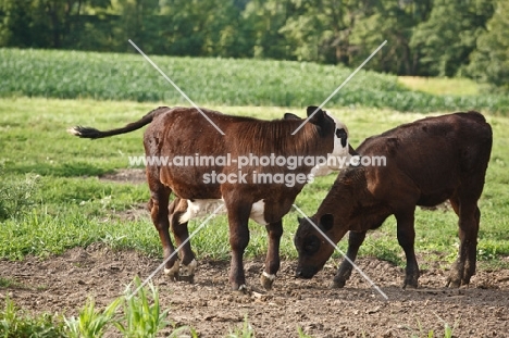 brown Aberdeen Angus calves