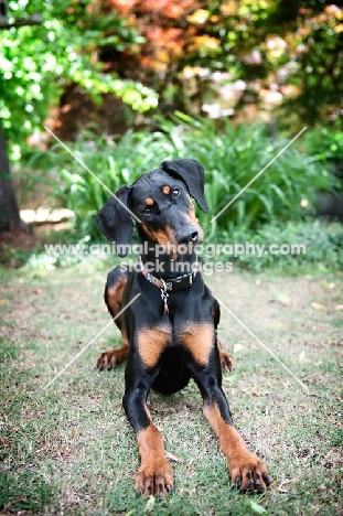 doberman tilting head