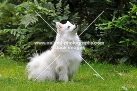 Volpino Italiano sitting on grass