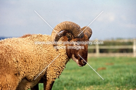 castlemilk moorit sheep at cotswold farm park