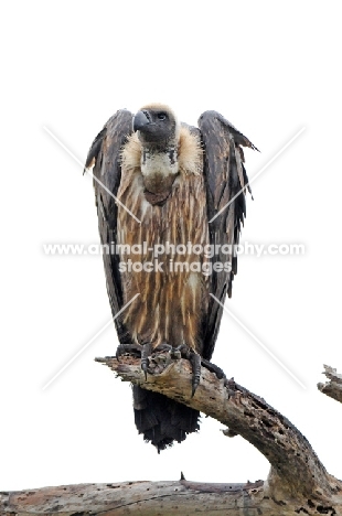 Vulture on branch