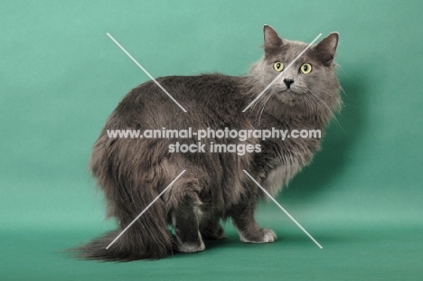 Nebelung on green background