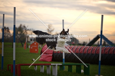 australian shepherd jumping over hurdle, all legs in air, sunset in the background