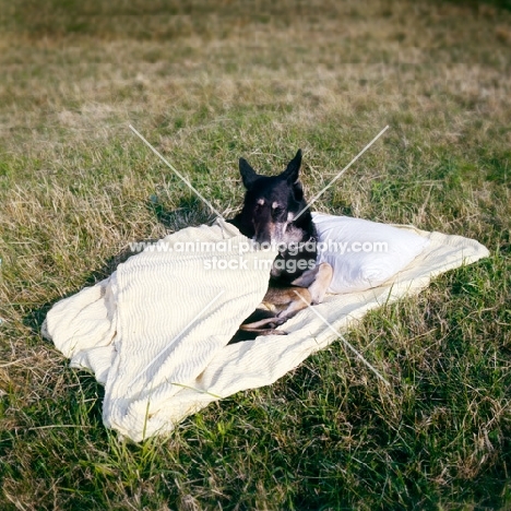 german shepherd dog covering himself with a duvet