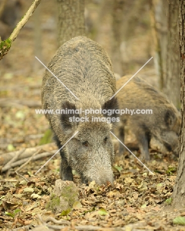 wild boar searching amongst leaves