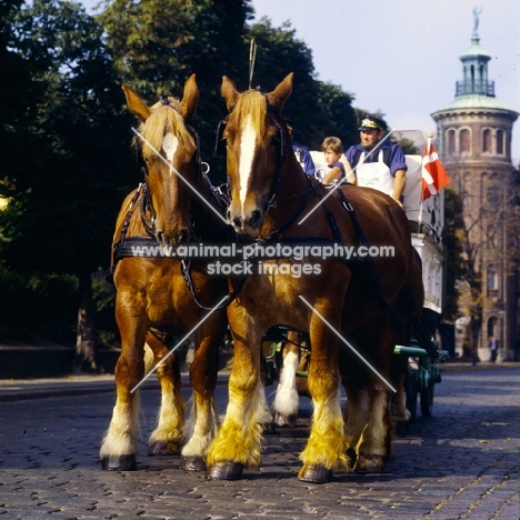 four Jutland horses pulling a Carlsberg brewers dray in Copenhagen