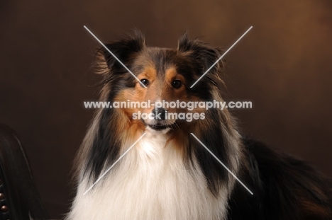 Shetland Sheepdog (sheltie) on brown background