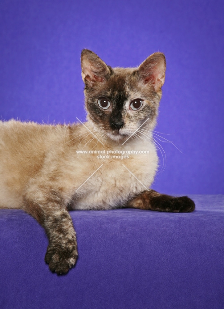 Laperm cat lying down on purple background