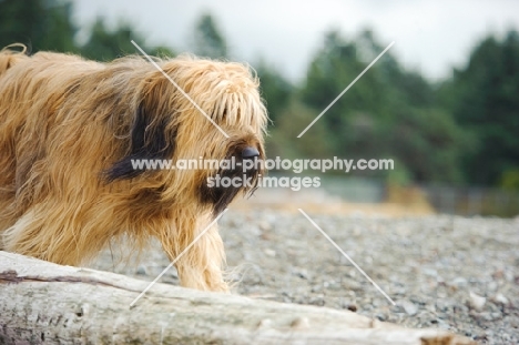 Briard walking