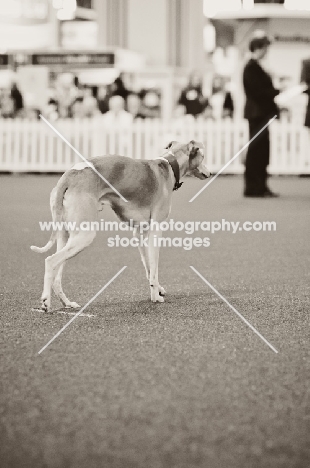 Whippet carrying out obedience test at Crufts 2012