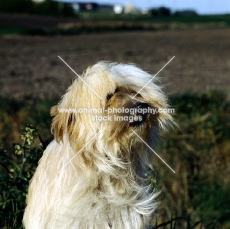 tibetan terrier in wind