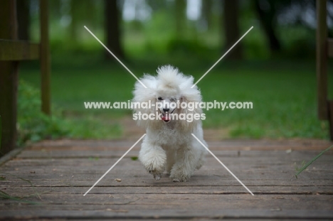 white miniature poodle walking on a wooden bridge