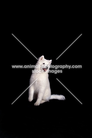 young Samoyed sitting on black background