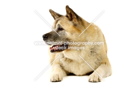 Large Akita dog lying isolated on a white background