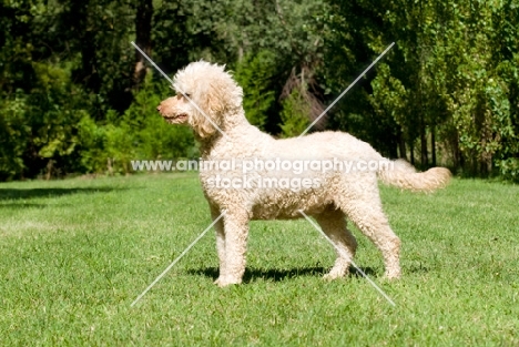 side view of undocked poodle on grass