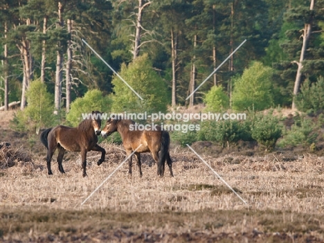 Exmoor Ponies greeting each other