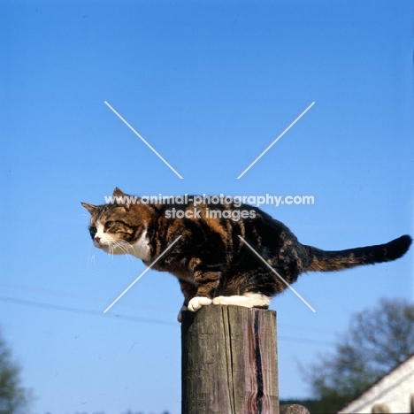 tabby cat with white markings perched on a gate post