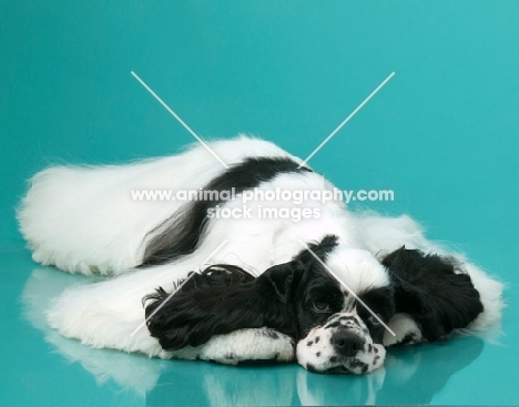 American Cocker Spaniel lying on blue background